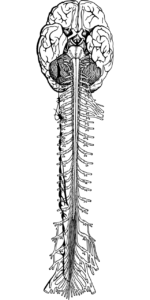 nervous system, brain, spine-7485688.jpg